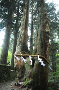 玉置神社 杉の巨樹群（たまきじんじゃ すぎのきょじゅぐん） 