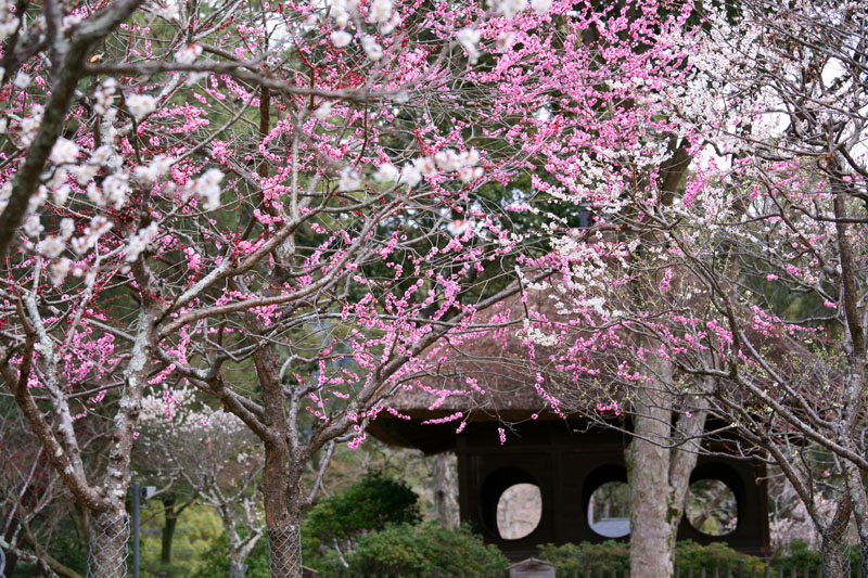 梅林 片岡 片岡梅林（奈良公園浅茅ケ原園地内）で咲き始めの梅を見てきました