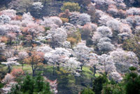 奈良にゆかりの映画「桜の森の満開の下」（ならにゆかりのえいが「さくらのもりのまんかいのした」）