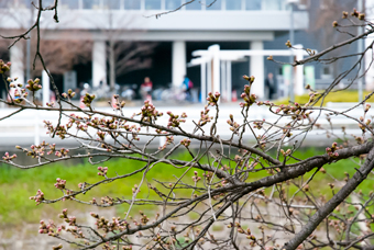 桜のつぼみ