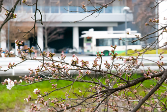 桜の開花状況