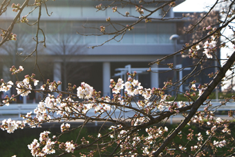 H26.3.28 桜開花状況