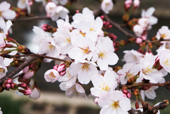 H26.3.29 桜開花状況