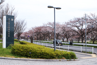 H26.3.29 桜開花状況