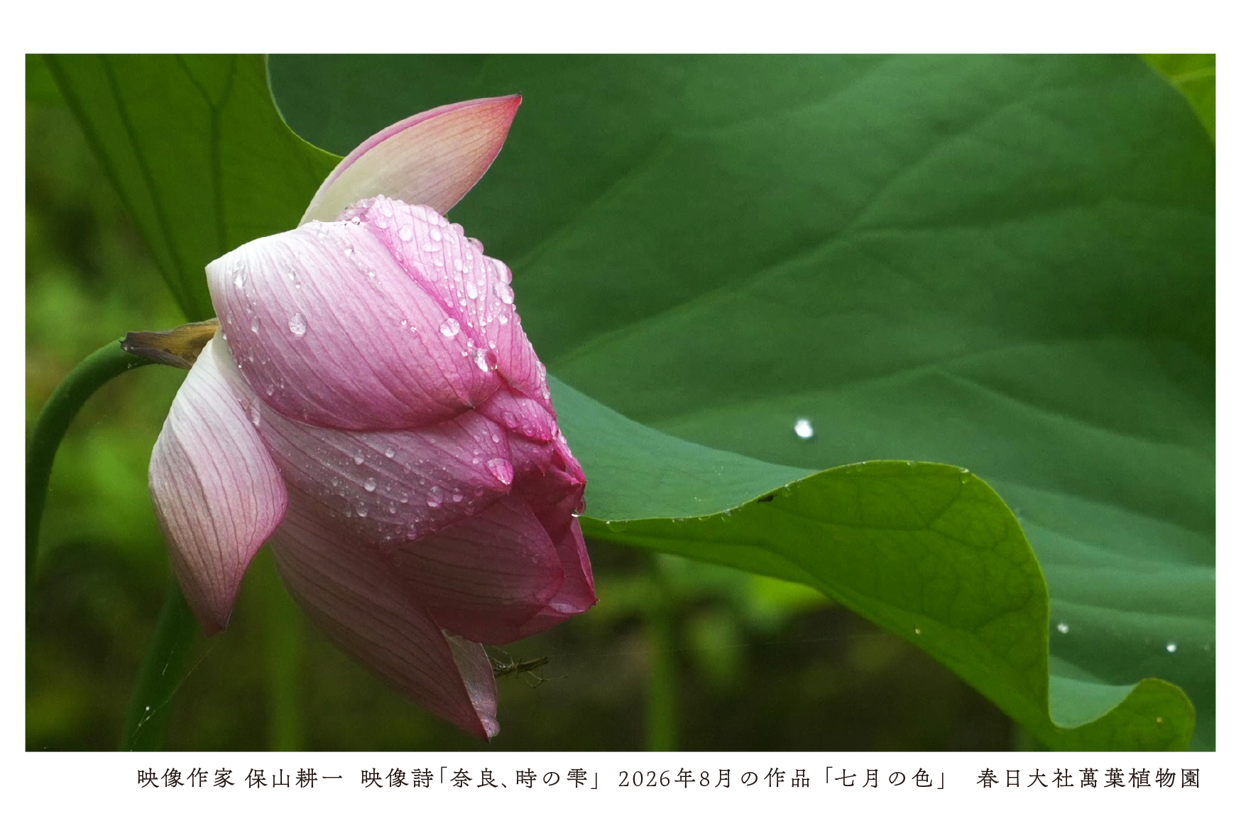 常設上映