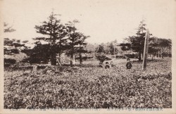 大台ケ原