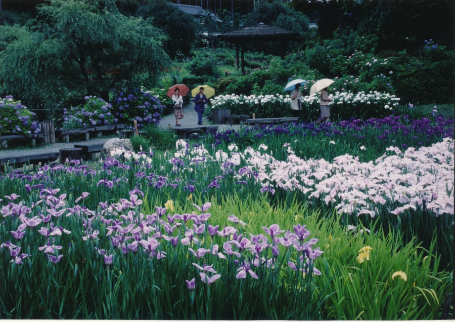 画像のページ 1